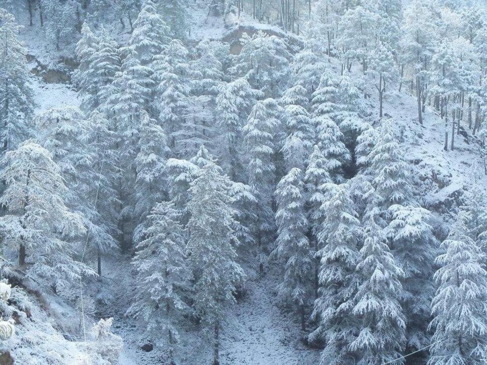 Calm Paradise Шімла Екстер'єр фото